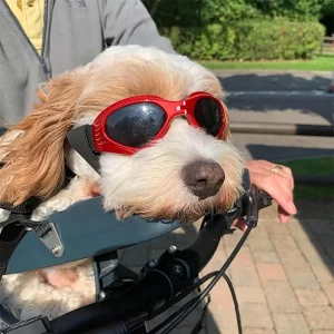 Foldable Dog Goggles